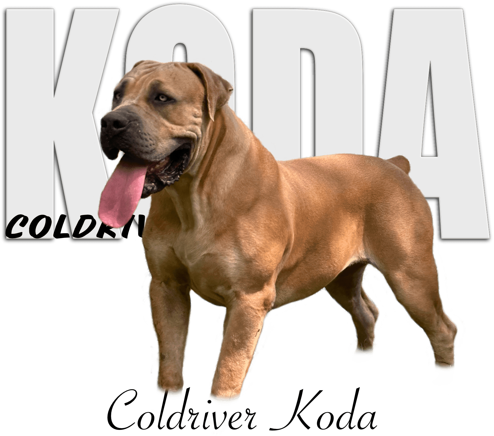 Koda