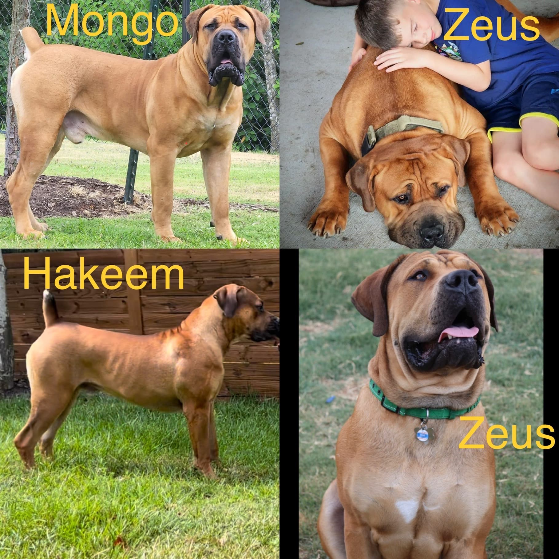 Zimbie x Drogo litter born July 2021 at 10-11 months old - Males