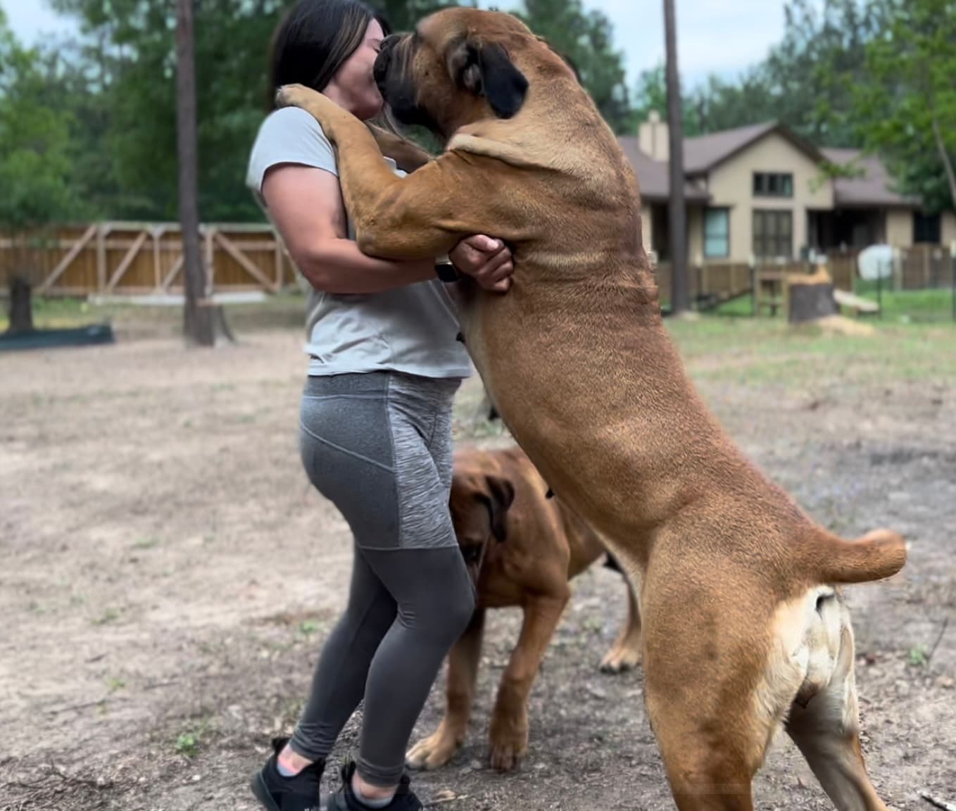 Afrika Zimbie - retired South African Boerboel at Peterbuilt Boerboel