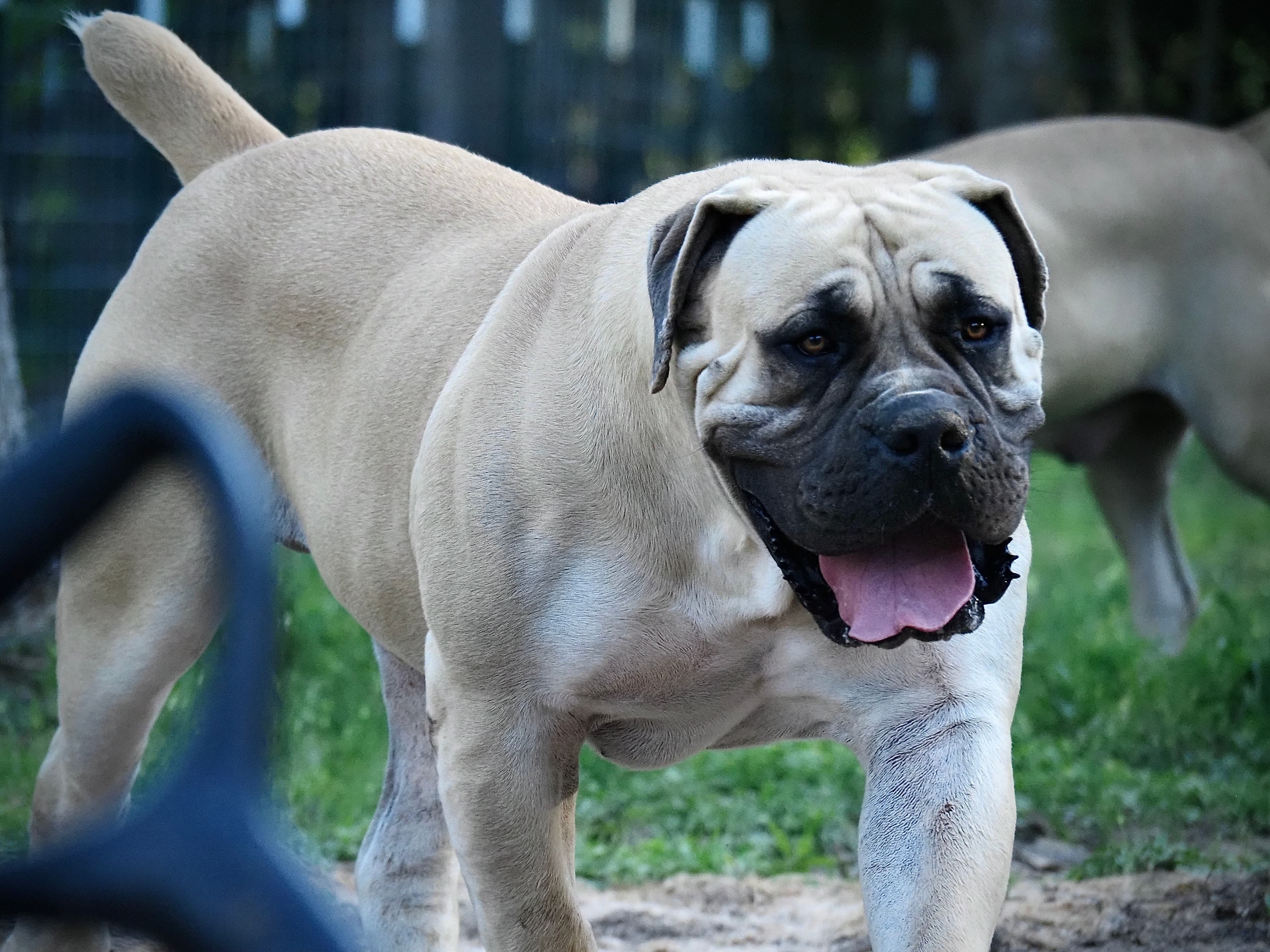 Brandvlei Marino - retired South African Boerboel at Peterbuilt Boerboel