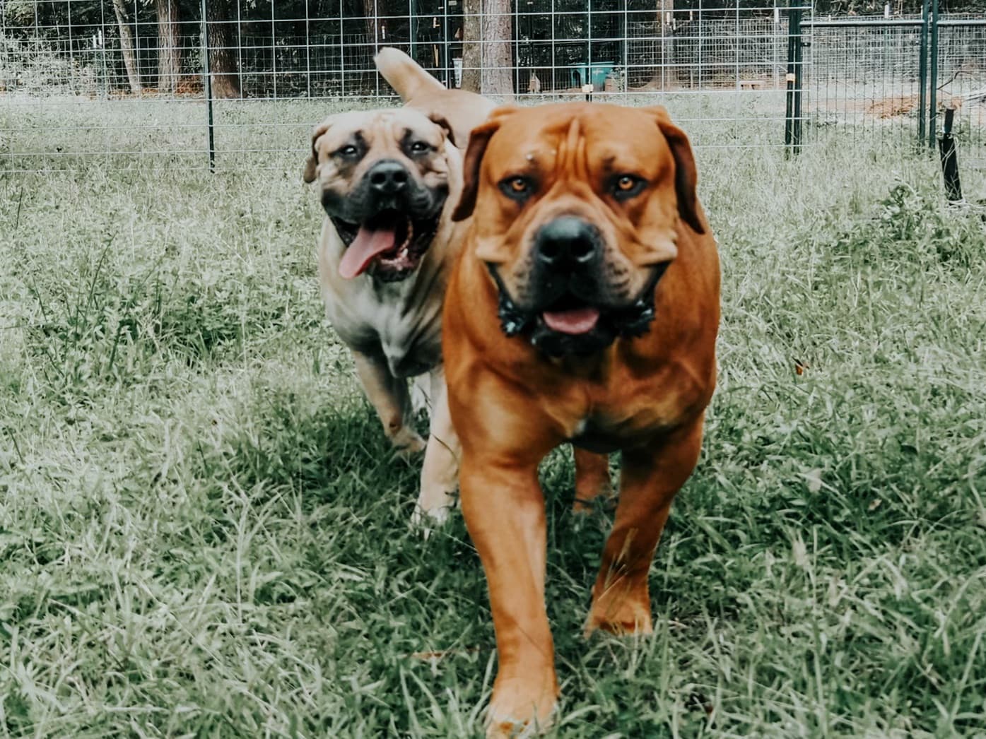 Afrika Drogo - retired South African Boerboel at Peterbuilt Boerboel