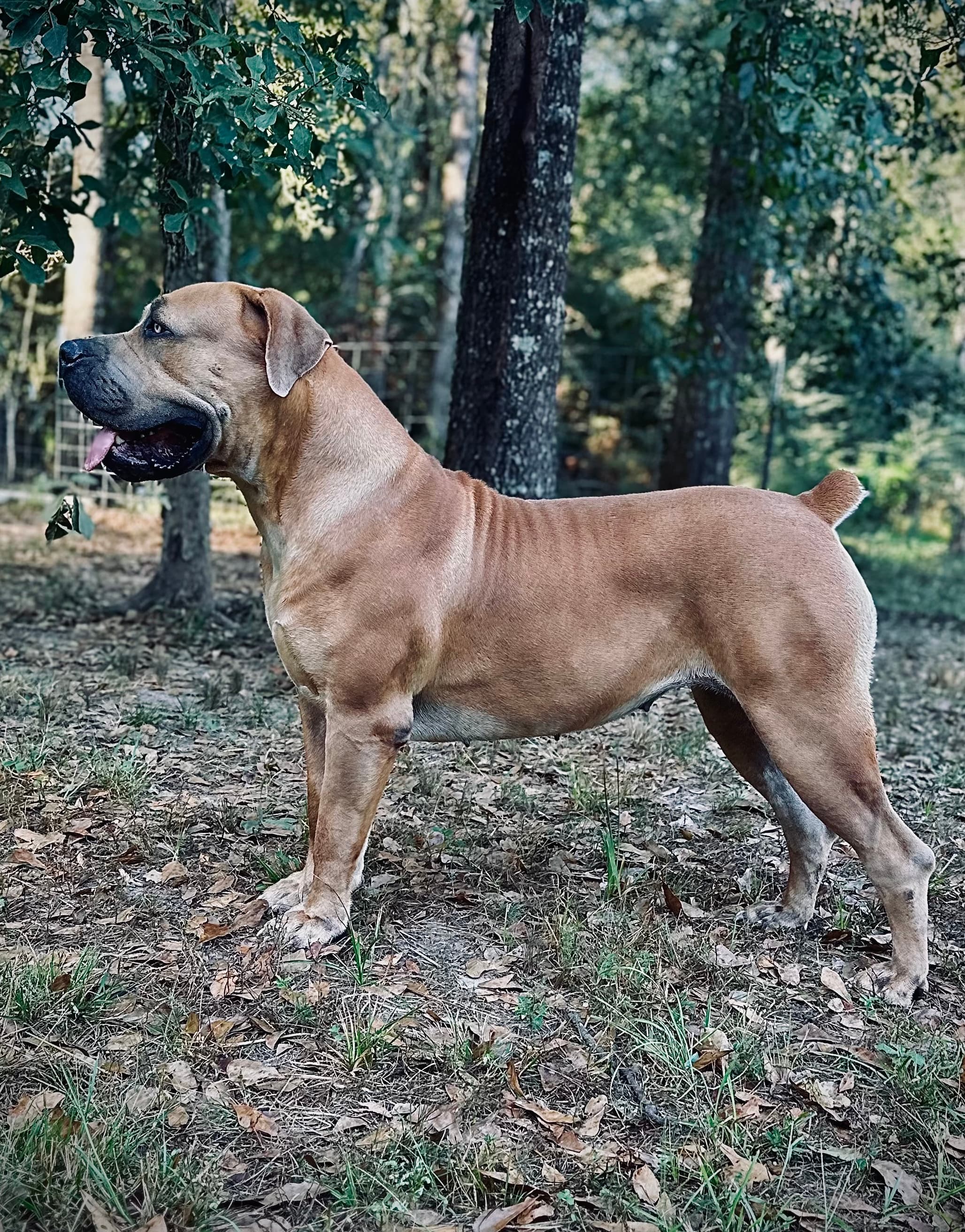 Koda - South African Boerboel at Peterbuilt Boerboel