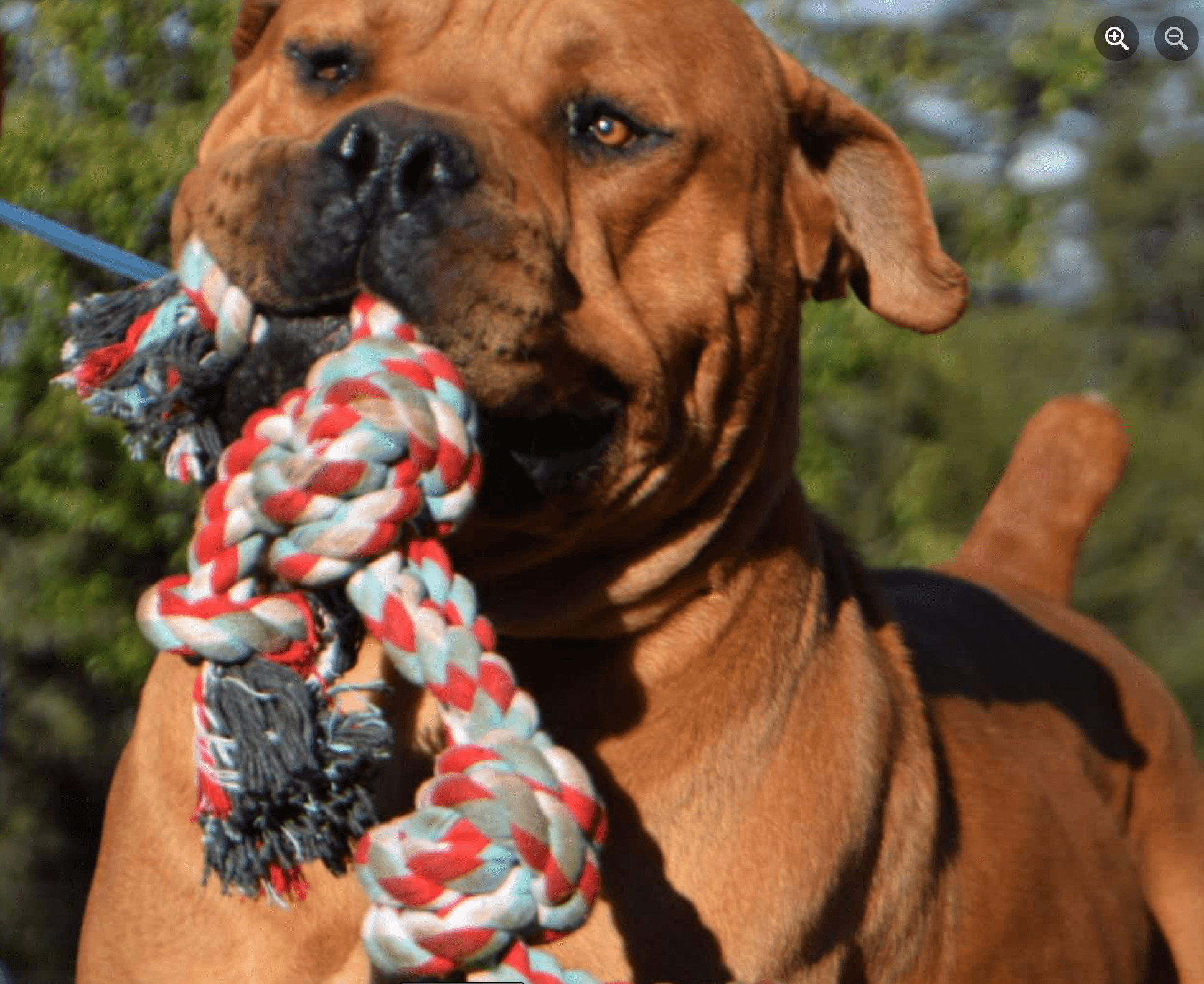 Mes Beniot - retired South African Boerboel at Peterbuilt Boerboel
