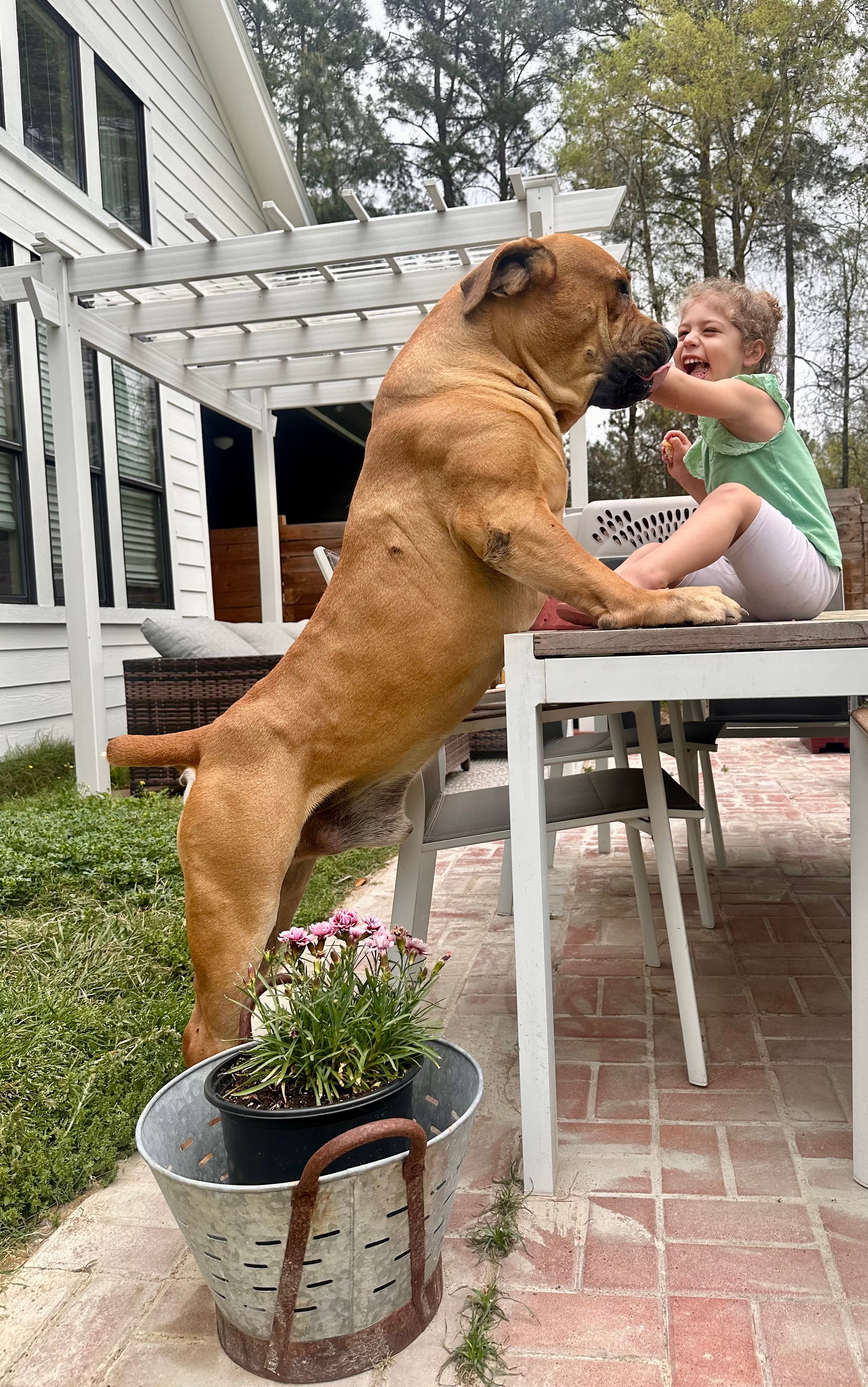 Bostu Sunny Cool - South African Boerboel at Peterbuilt Boerboel