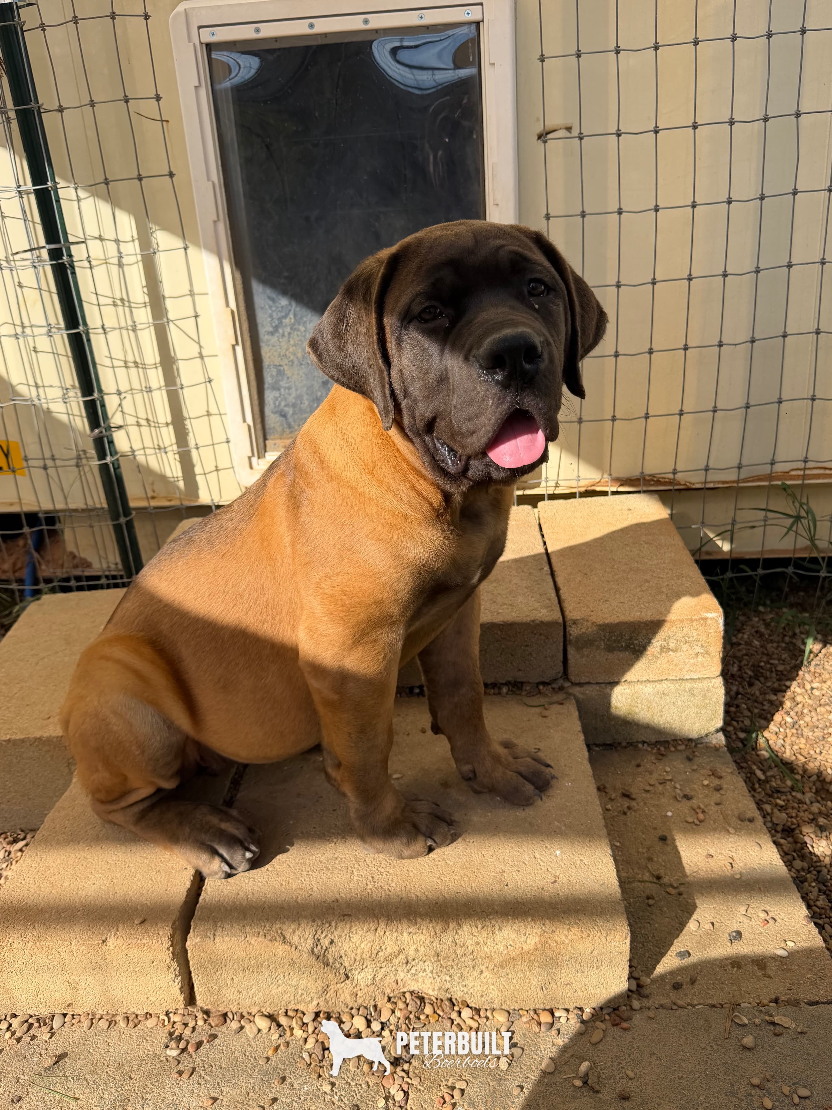 No Collar "The Worgen" - female South African Boerboel puppy at Peterbuilt Boerboel