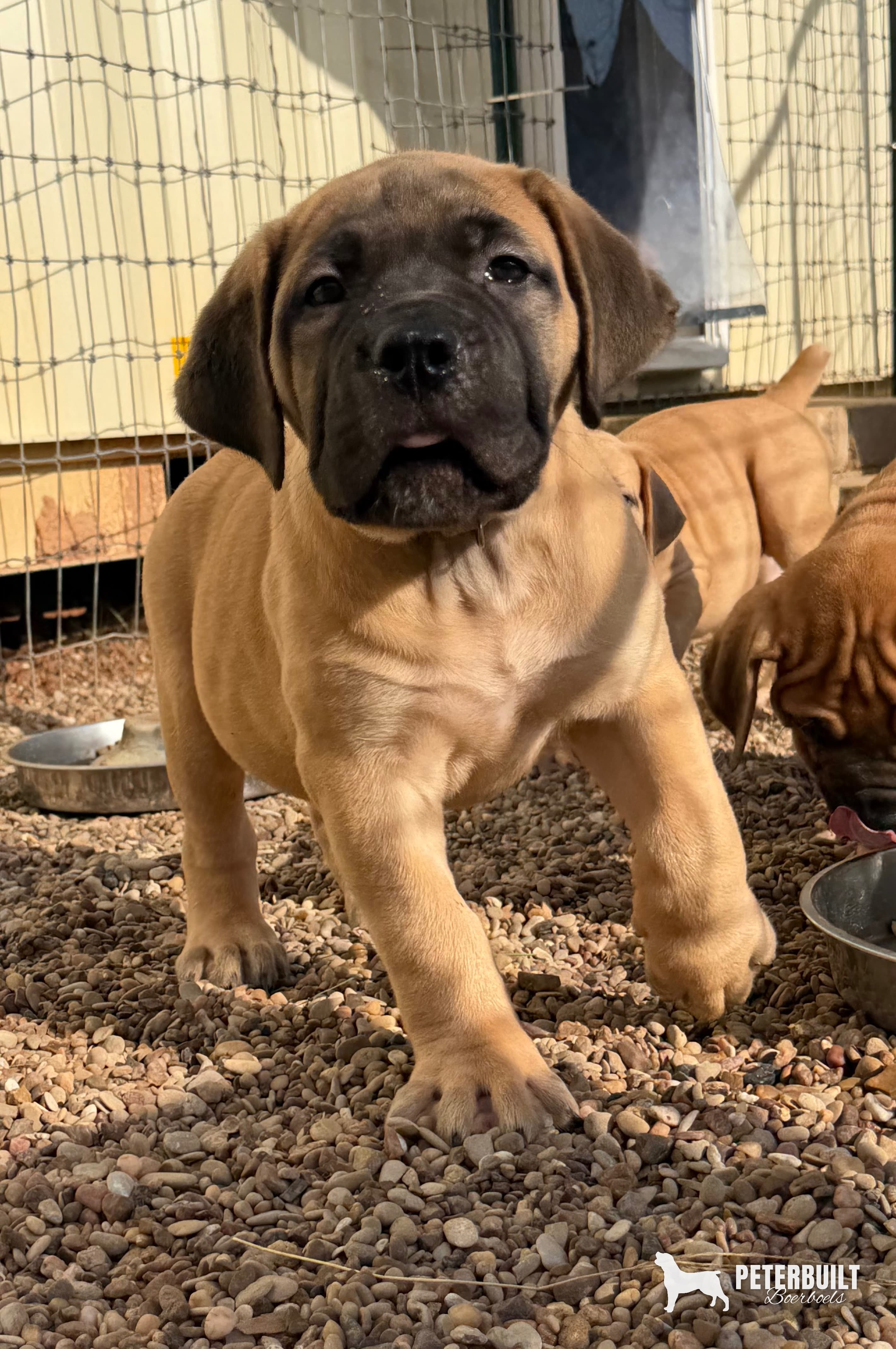 Tan Collar - female South African Boerboel puppy at Peterbuilt Boerboel