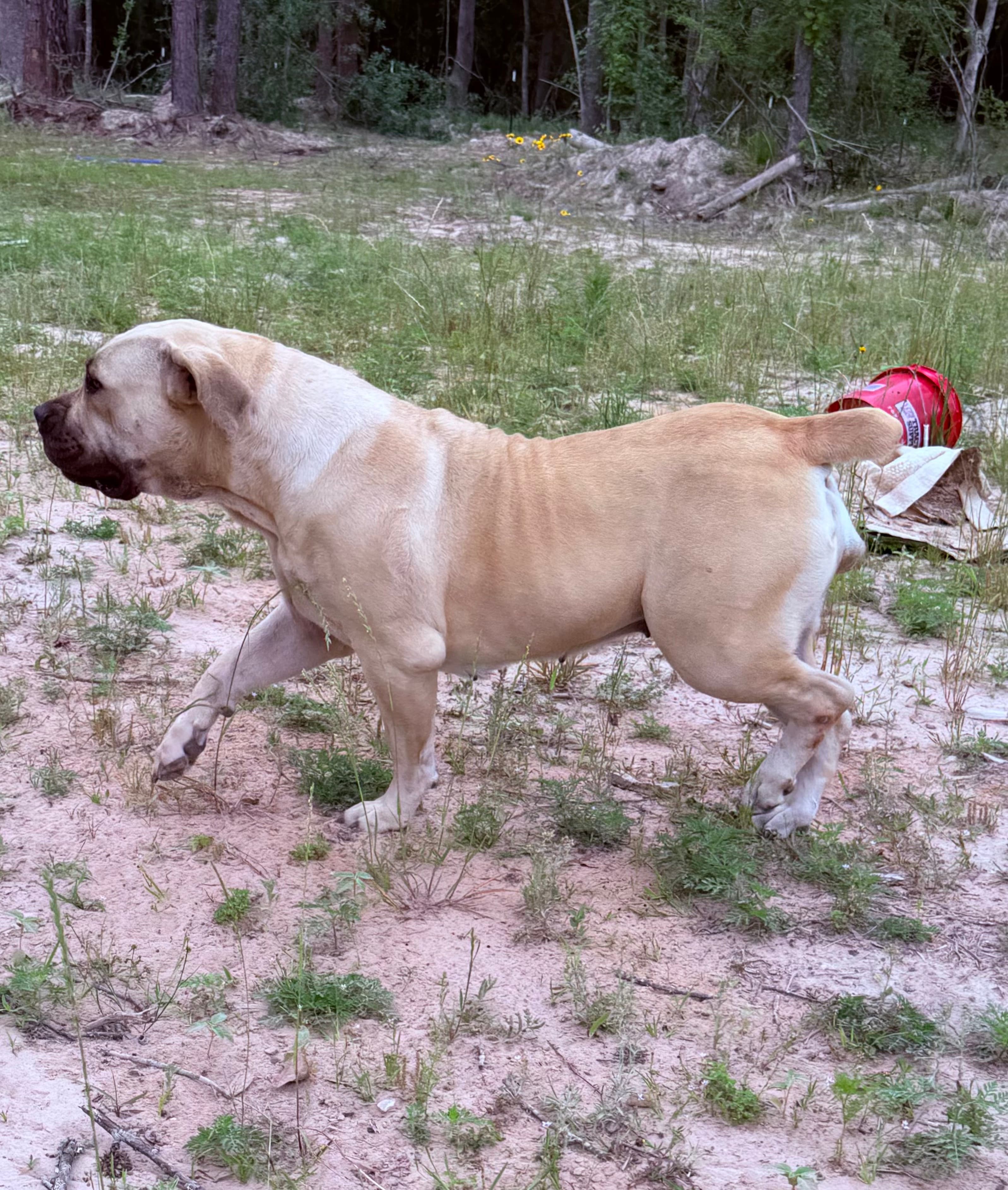 Unique Luna - South African Boerboel at Peterbuilt Boerboel